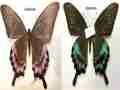 Papilio maackii (abberant, China) (Internet Image property of respective owner, non-commercial use only)